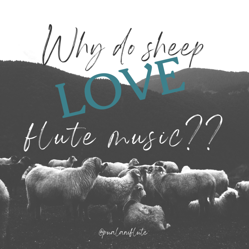 Why do Sheep Love Flute Music?